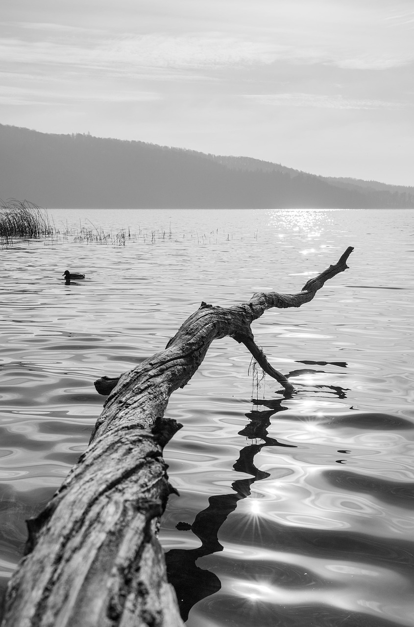 Lake Tree Trunk Bark - Free photo on Pixabay - Pixabay