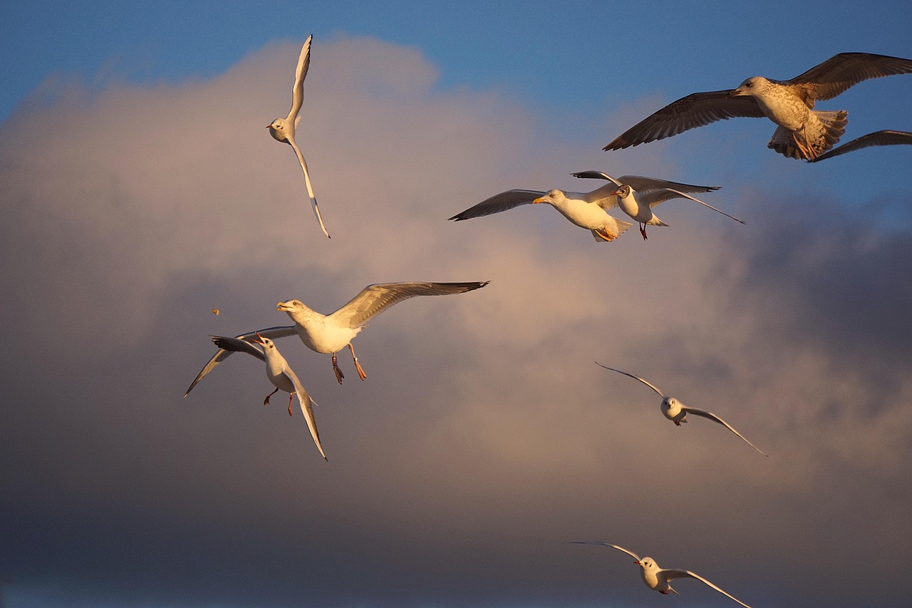Seagulls Gulls Birds - Free photo on Pixabay