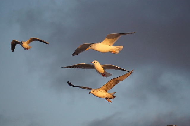 Seagulls Gulls Birds - Free photo on Pixabay