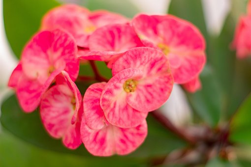 Blomster, Gulve, Natur, Naturlig, Blomst