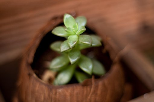 Plantet, Plante, Saftig, Gulve, Grøn