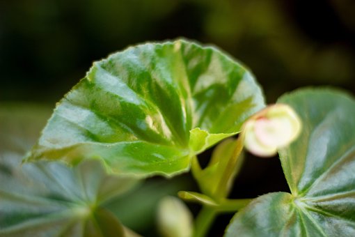 Ark, Plante, Grøn, Blomst, Gulve, Natur