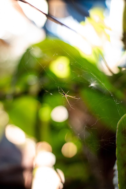 Spider, Web, Insekt, Natur, Gulve