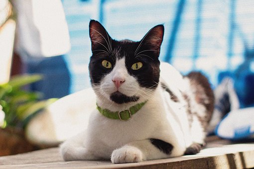 Kat, Feline, Kitty, Kæledyr, Ansigt, Dyr