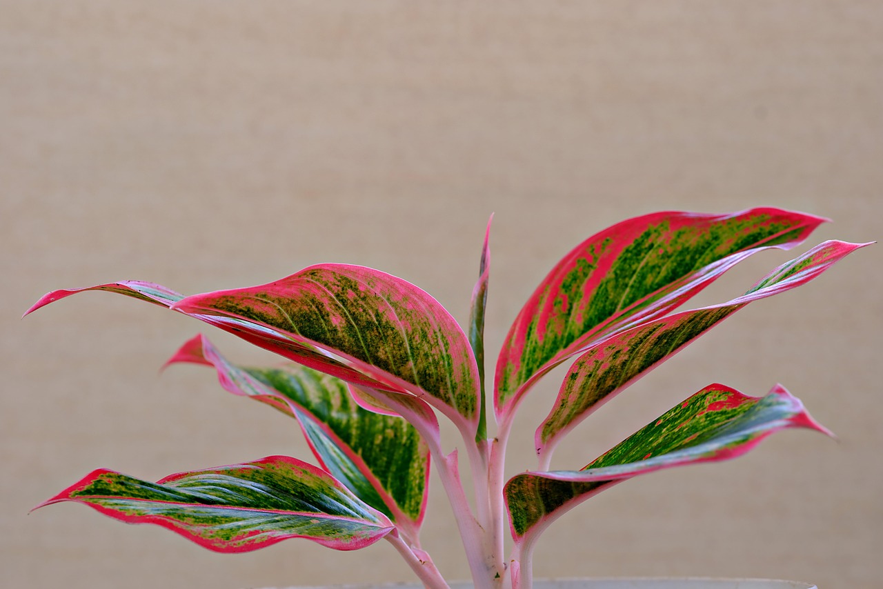 leaves, plant, aglaonema, pattern, flora, nature, botany