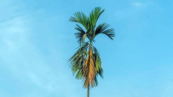 Himmel, Natur, Træ, Forår, Vinter