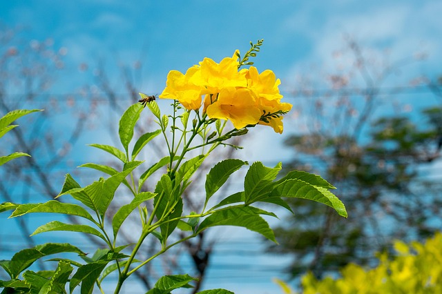 Background, Beautiful, Beauty, Bloom
