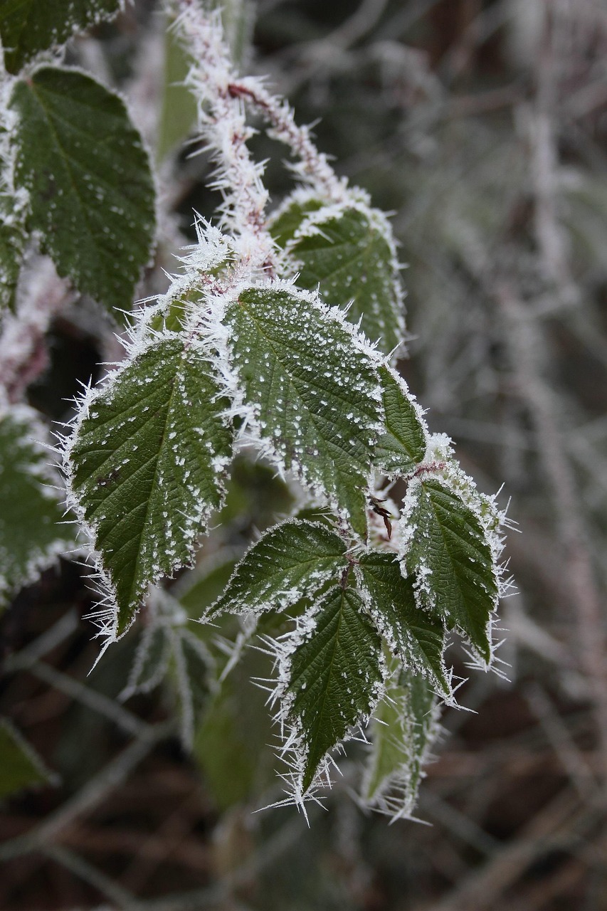 Blackberry Leaves Hoarfrost Frost Free photo on Pixabay