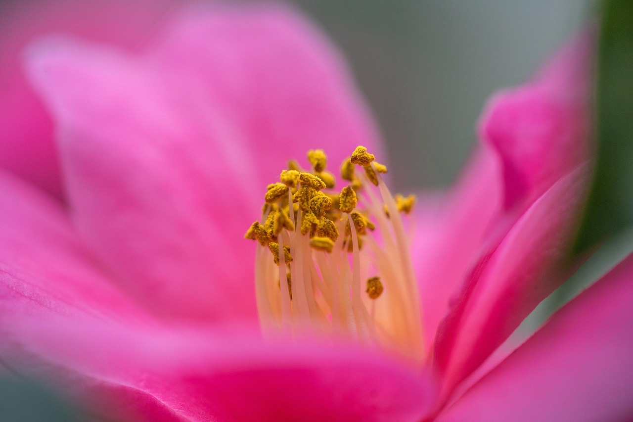 Flower - free online jigsaw puzzle photo