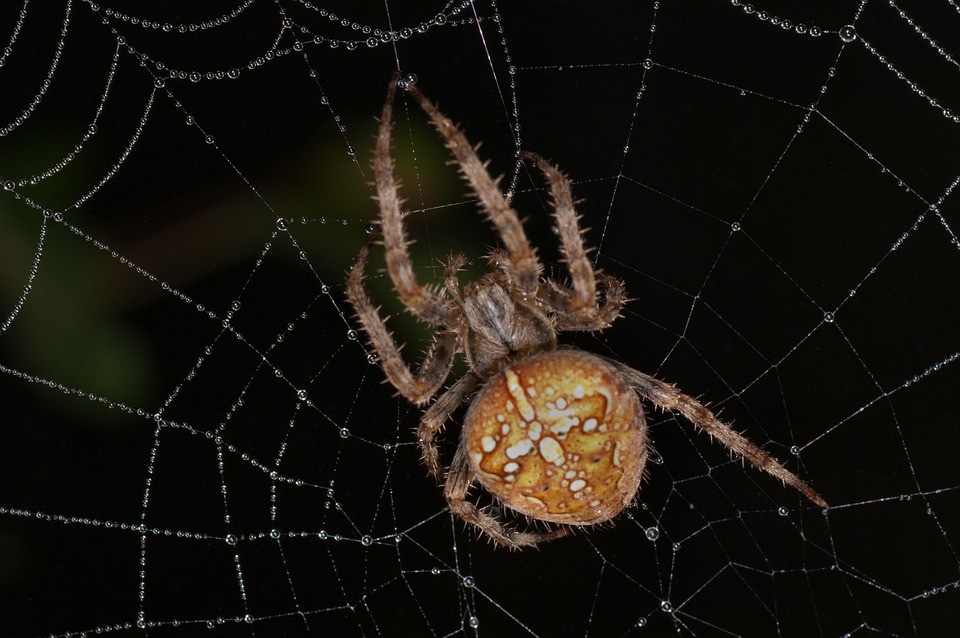 Insect Spider Entomology - Free photo on Pixabay