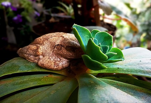 Natureza, Animais, Flor, Planta, Verde