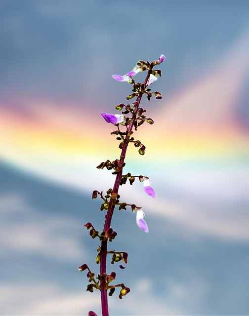 Free Kailash Flower photo and picture
