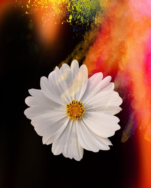 Free Cosmos Color photo and picture