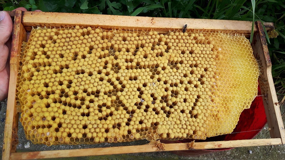 Spawn Brooding Drone Spawn Brood Of Bees Breeding - Free photo on Pixabay - Pixabay