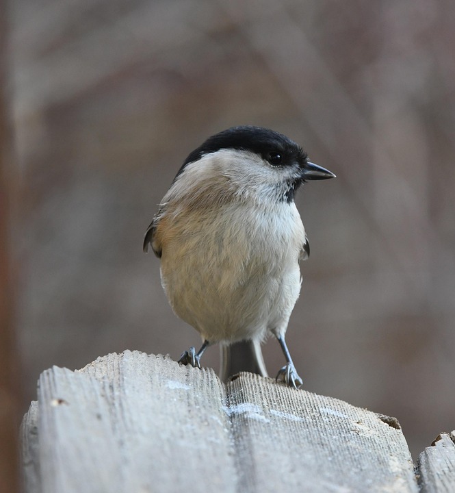 Bird Fly Animal - Free photo on Pixabay