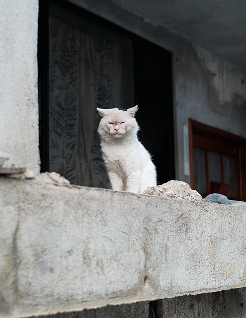 Gato, Mascota, Felino, Naturaleza