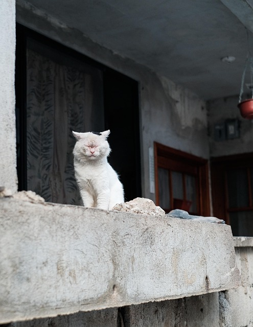 Gato, Animal, Mamífero, Viejo