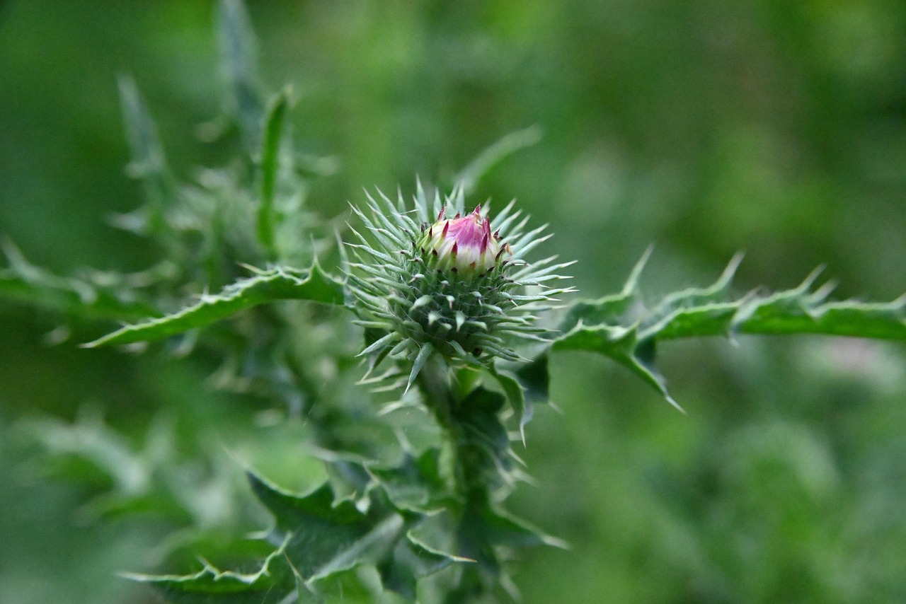 Flowers Burdock Summer - Free photo on Pixabay - Pixabay