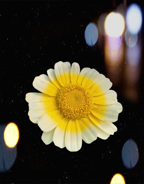 Free Daisy Flower photo and picture