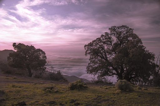 Free Tree Mac Wallpaper photo and picture