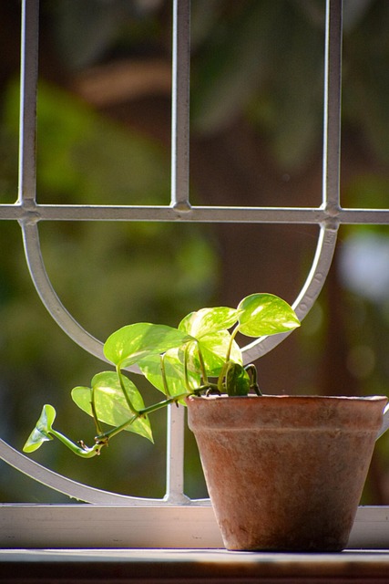 Free Plant Garden photo and picture