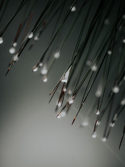 Free Rain Water Drops photo and picture