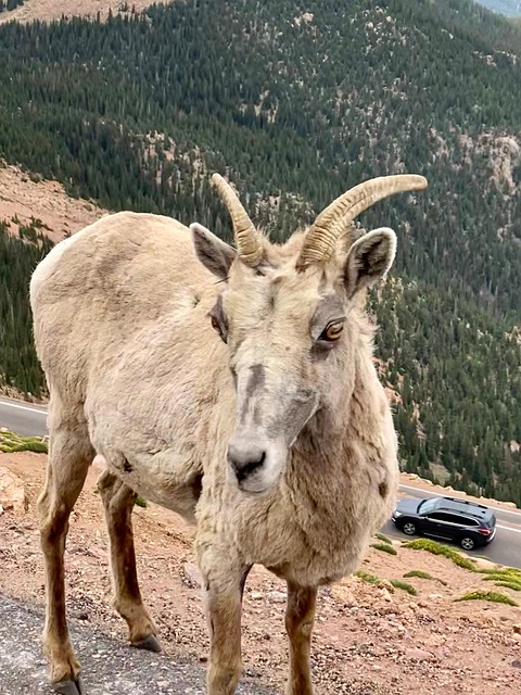 Free Mountain Goat Wildlife photo and picture