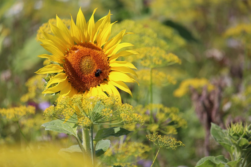 Sunflower Bee Bumblebee - Free photo on Pixabay - Pixabay