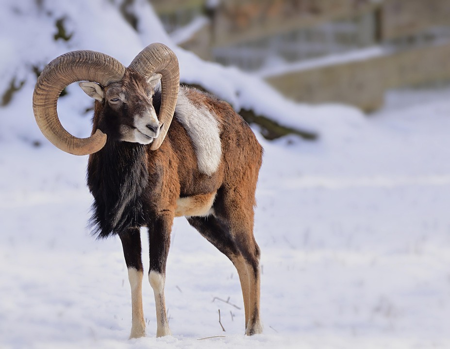 mouflon-7760234_960_720.jpg