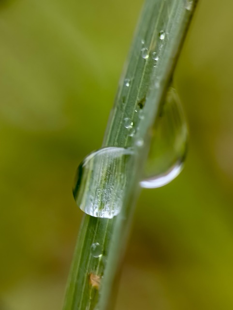 Vand, Regn, Naturlig, Dug, Våd, Makro