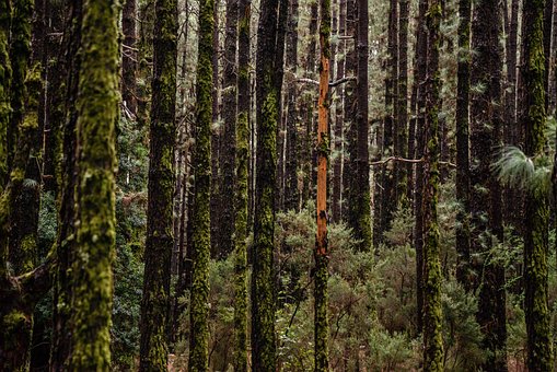 Floresta, Arvores, Névoa, Verde
