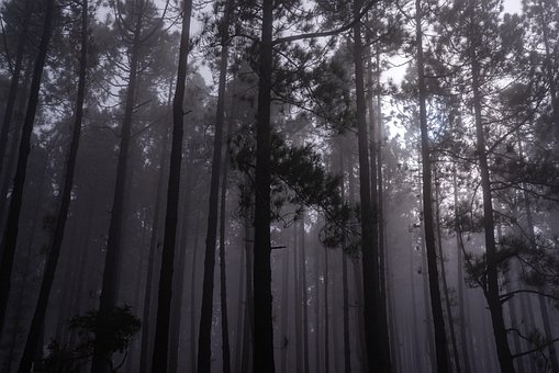 Natureza, Floresta, Névoa, Arvores