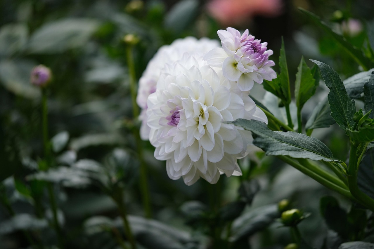 Flower Dahlia Bloom Free photo on Pixabay Pixabay