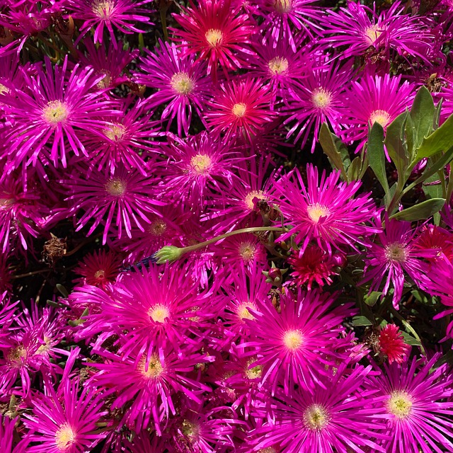 Free Flowers Algarve photo and picture