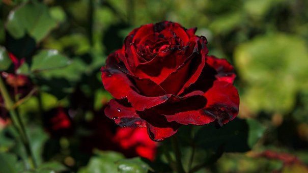 Rose, Rød Rose, Rød, Vinrød, Sommer