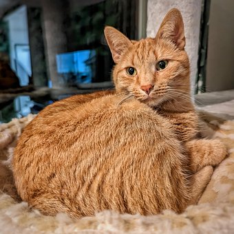 Free Cat Orange photo and picture
