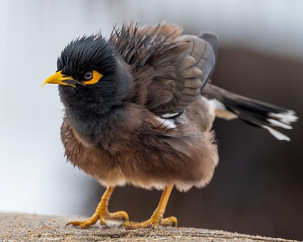 Free Bird Mynah photo and picture