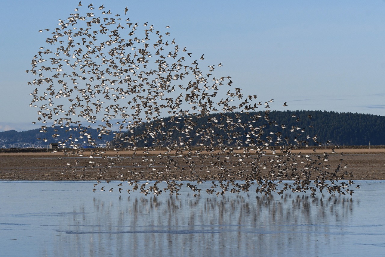 Sandpiper In Flight Birds Sandpiper Wings - Free photo on Pixabay - Pixabay