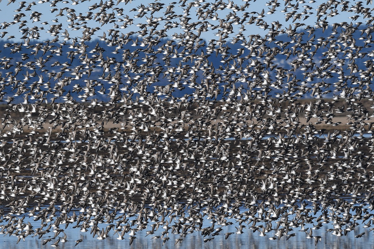 Sandpiper In Flight Birds Sandpipers Wings - Free photo on Pixabay - Pixabay
