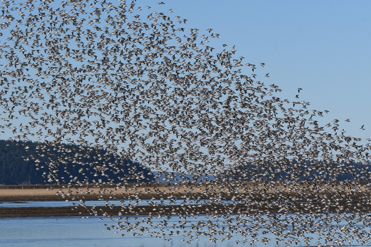 Sandpiper In Flight Birds Sandpiper Wings - Free photo on Pixabay