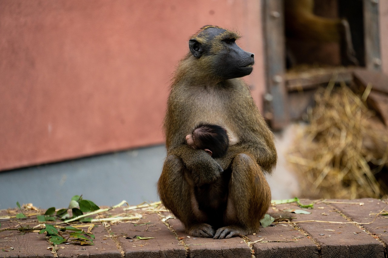 Ape - free online jigsaw puzzle photo