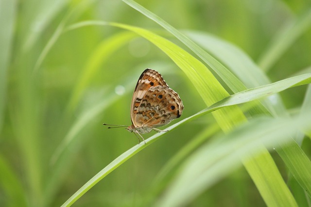 Free Butterfly Insect photo and picture