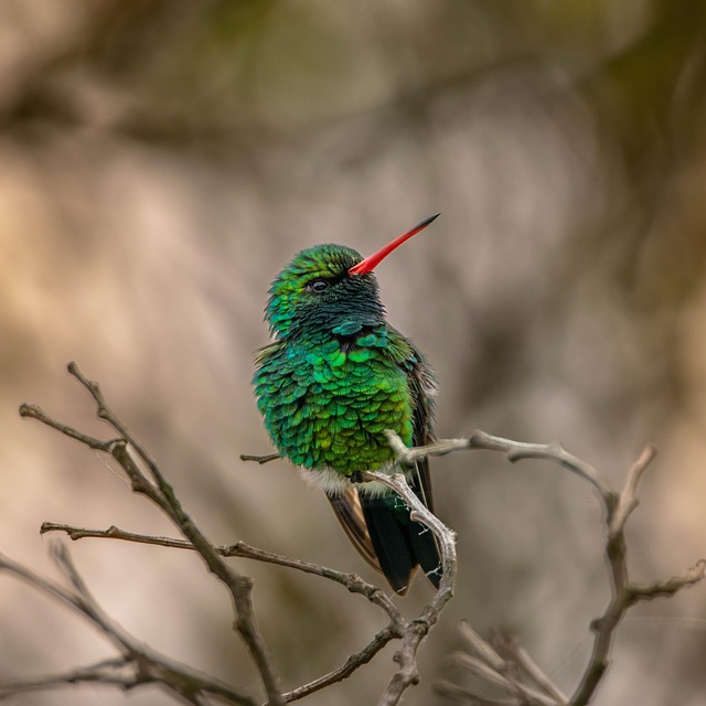Free Hummingbird Bellied Emerald photo and picture