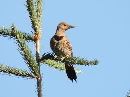 Vild, Fugl, Natur, Bjerg, Skov