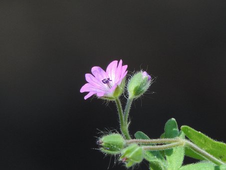 Ukrudt, Blomster, Udendørs, Græsplæne