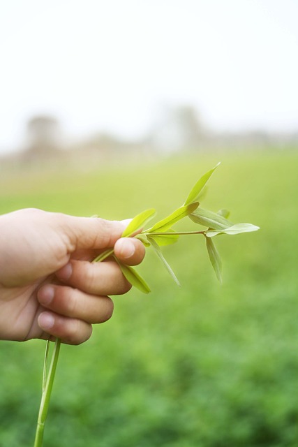 Free Green Grass photo and picture
