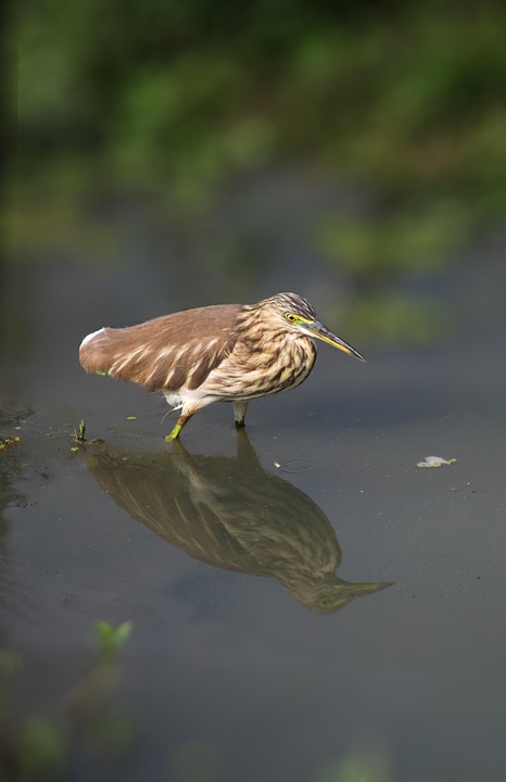 Heron Bird Lake Free photo on Pixabay