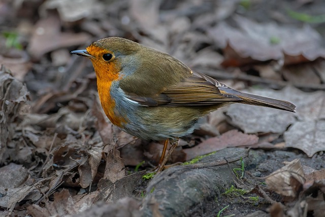 Free Bird Robin photo and picture