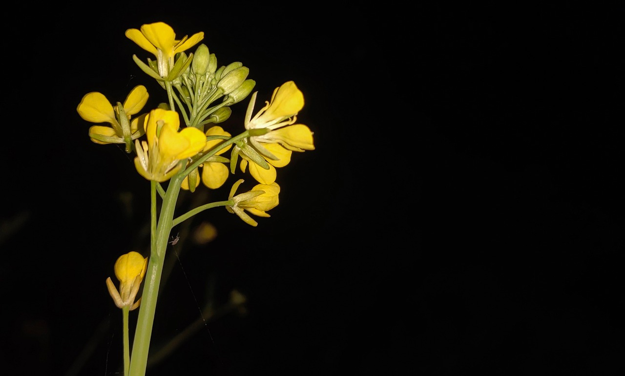 Yellow Flowers Flower Free Photo On Pixabay Pixabay