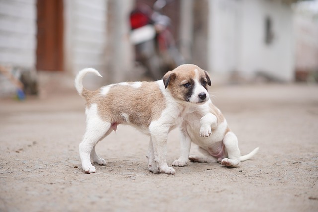 Animaux Domestiques Chiots - Photo gratuite sur Pixabay - Pixabay